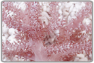 Kenya Tree Coral